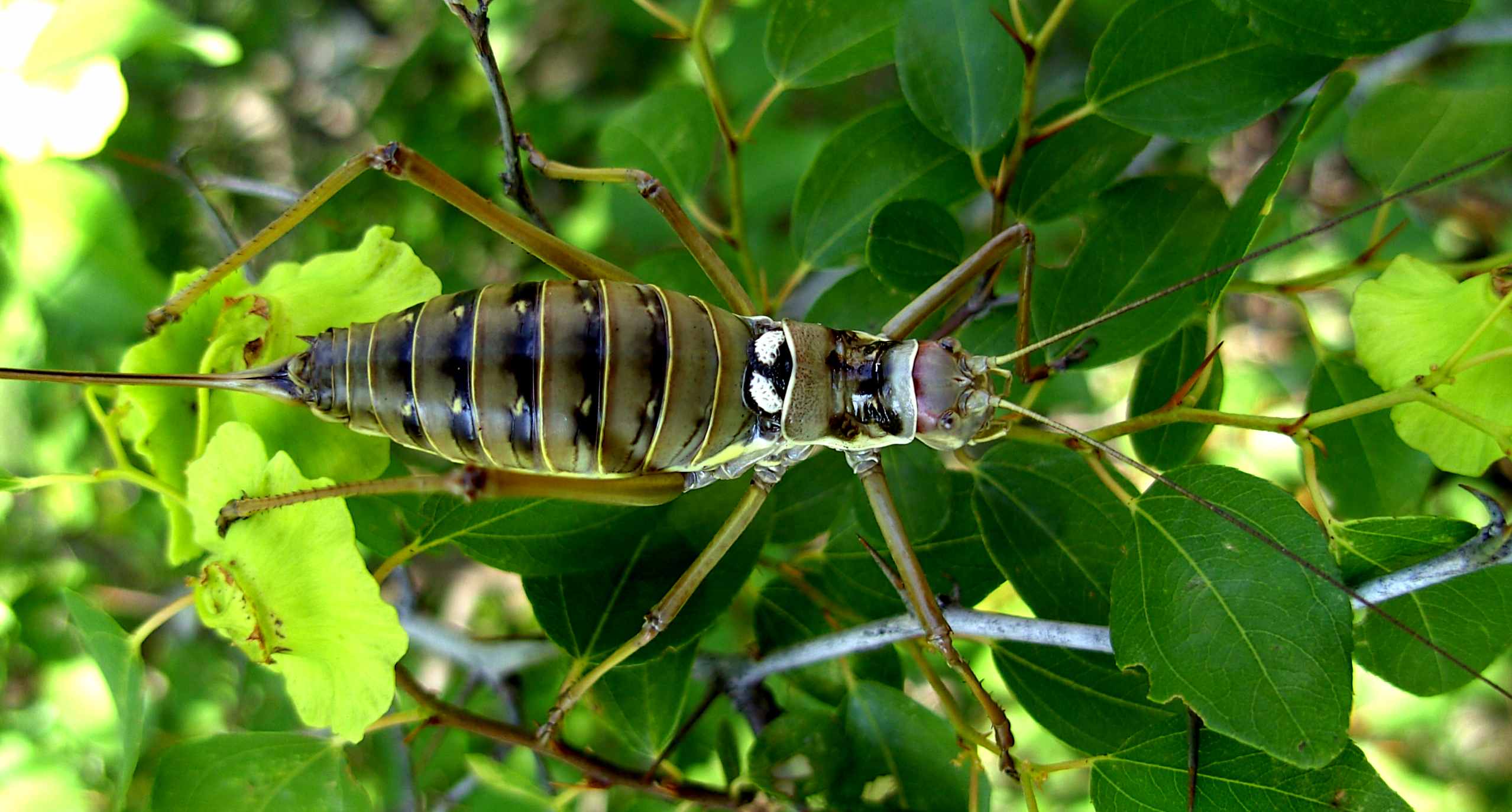 Ortottero da Bosnia: Ephippiger discoidalis